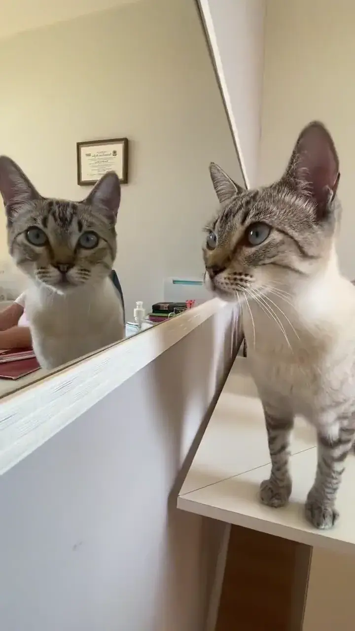 Dois gatos sobre um balcão da clínica, olhando na direção da câmera.